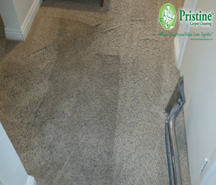 carpet cleaning services