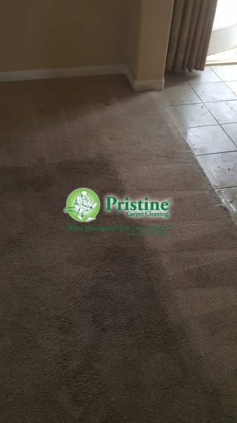 Professional Carpet cleaning